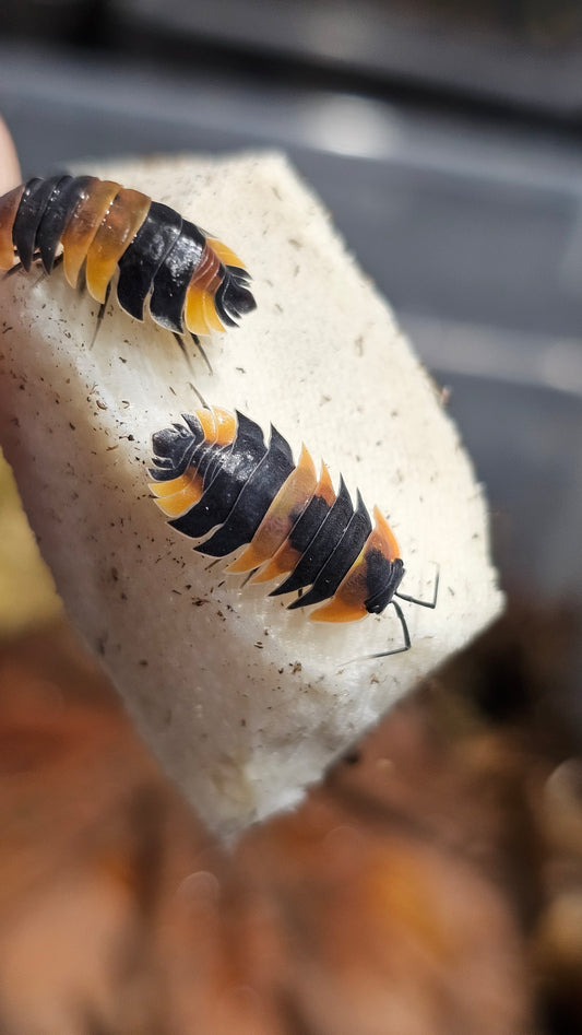 Ardentiella dragon orange/yellow morph