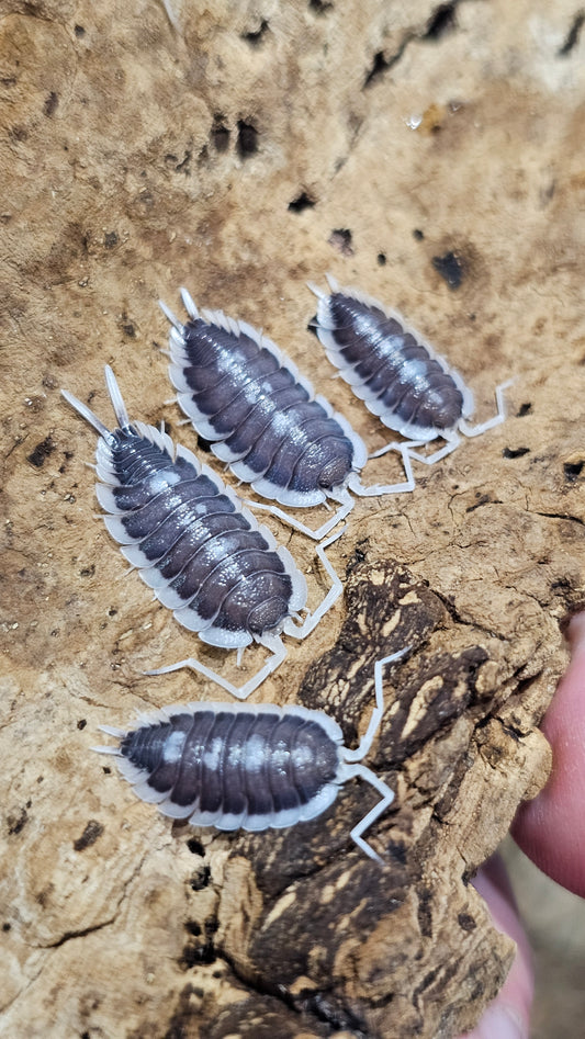 Porcellio Succinctus pastel