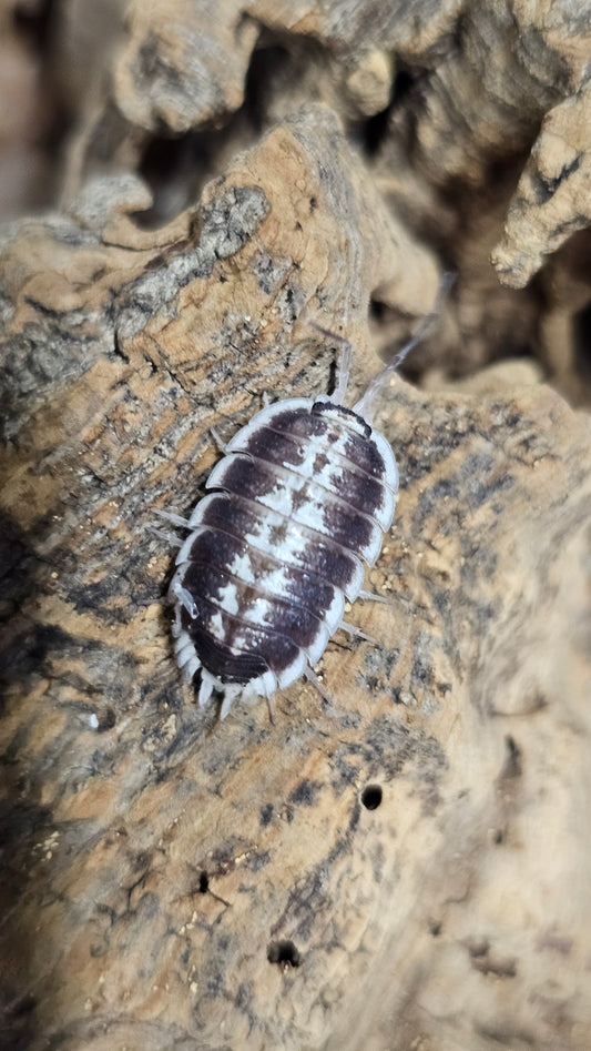Porcellio Flavomarginatus