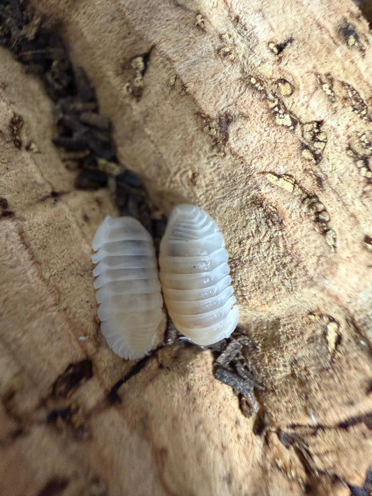 Cubaris Murina Glacier