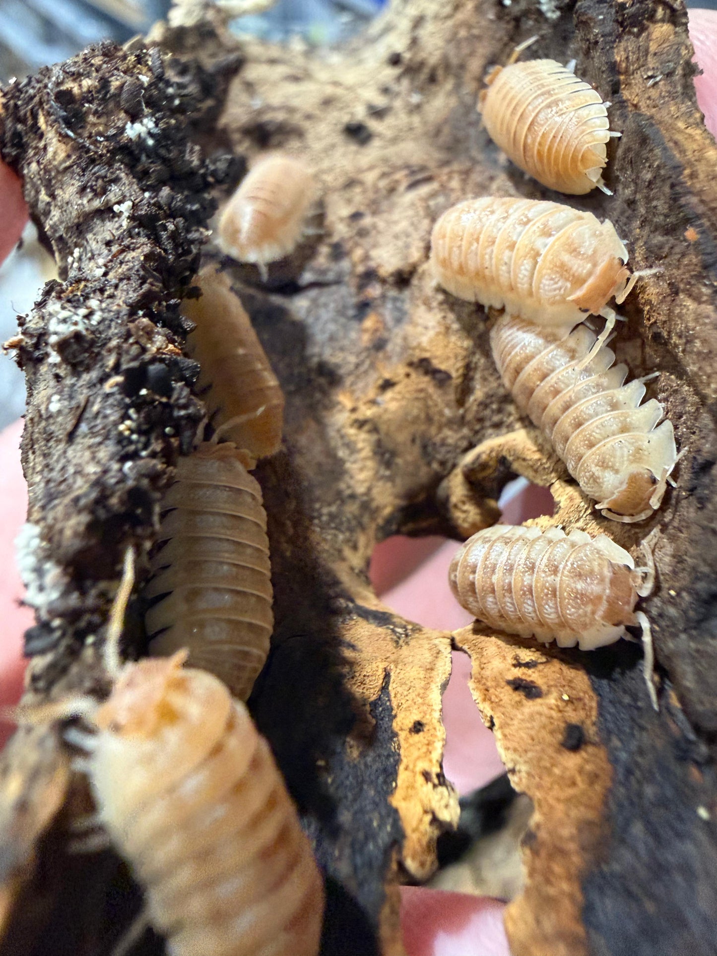 Armadillidium A Hauseni