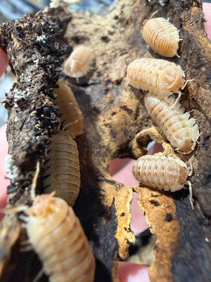 Armadillidium A Hauseni