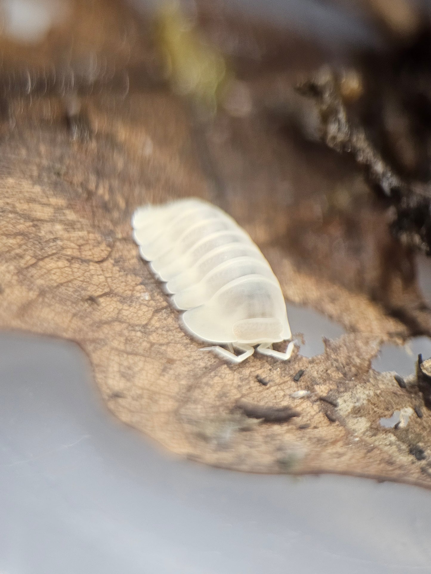 Cubaris sp blind Saturn