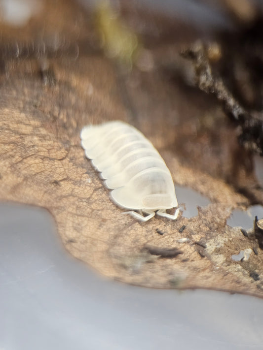 Cubaris sp blind Saturn