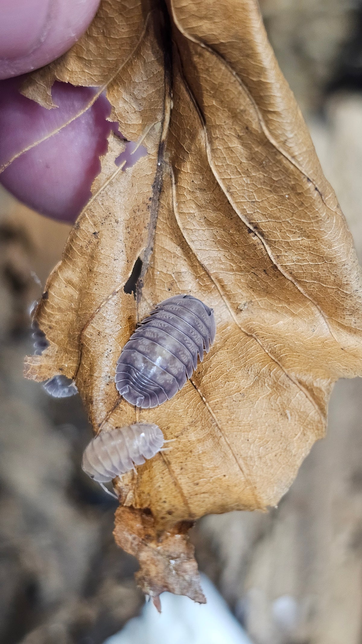 Nesodillo sp purple ghost