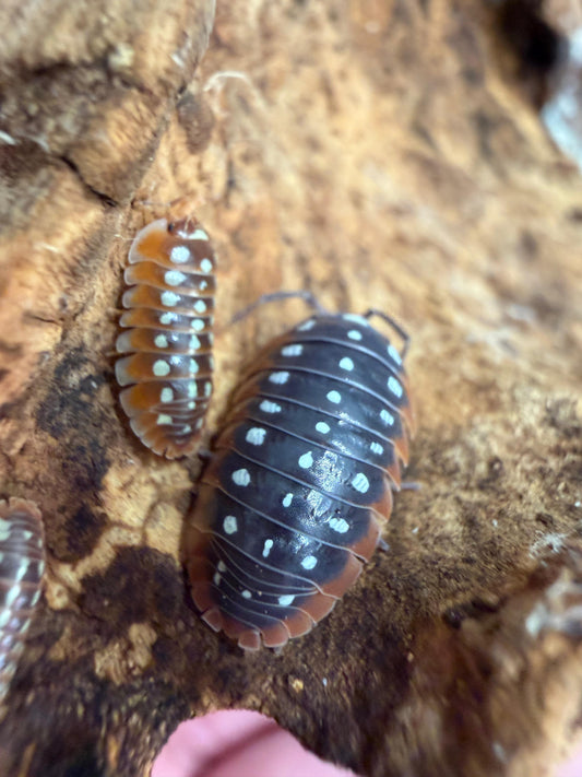 Armadillidium Slano Clown