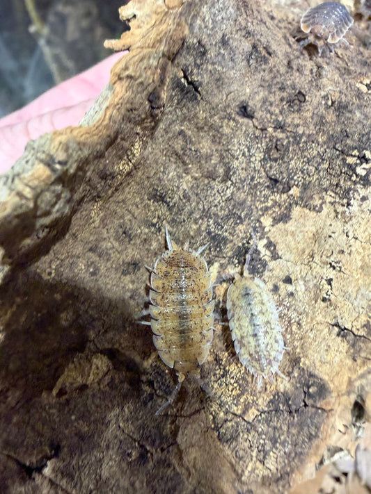 Porcellio Scaber Arenaria