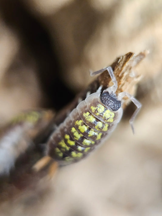 Porcellio red stick orange uropod