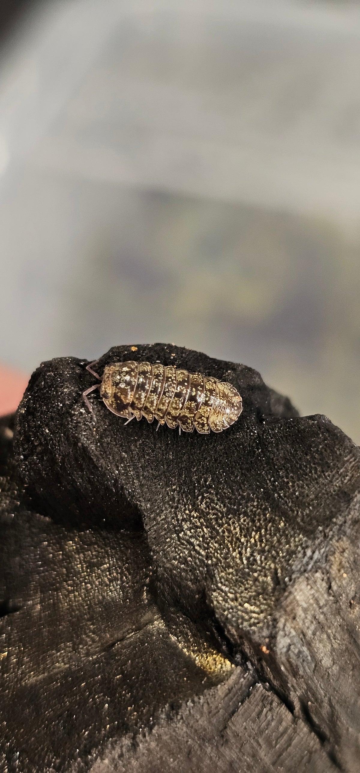Armadillidae cosmic dust