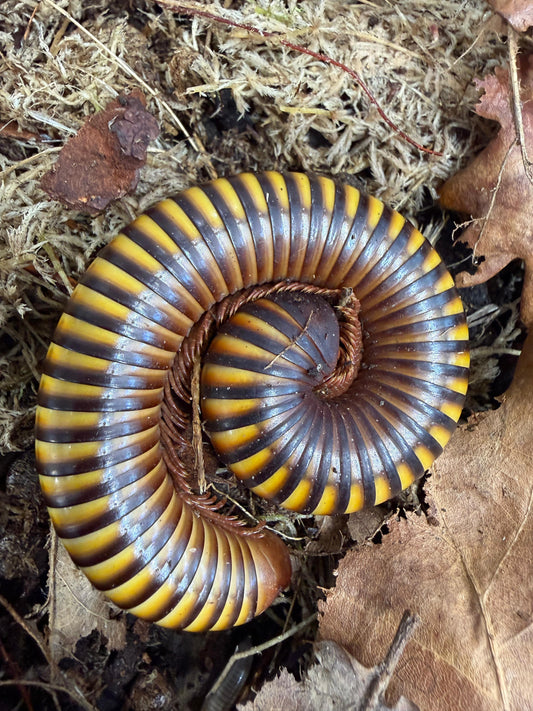 Yellow Banded Millipede