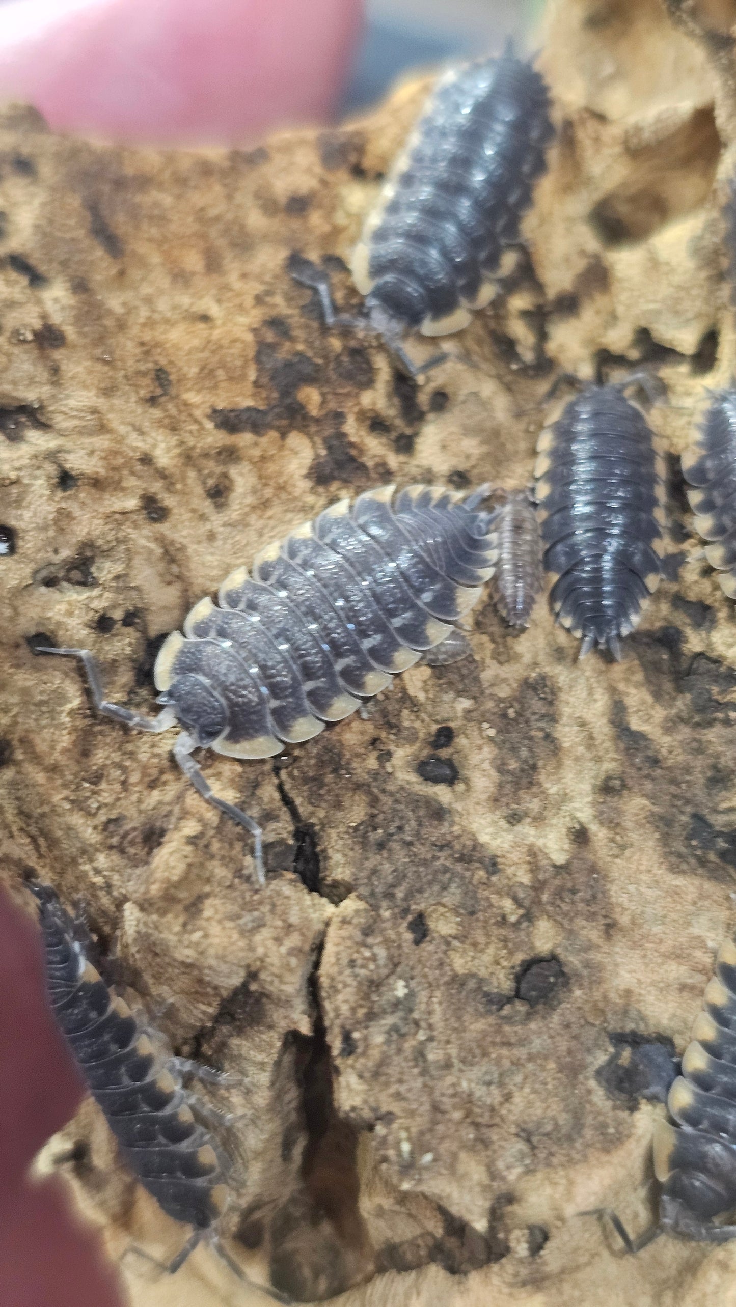 Trachelipus caucasius