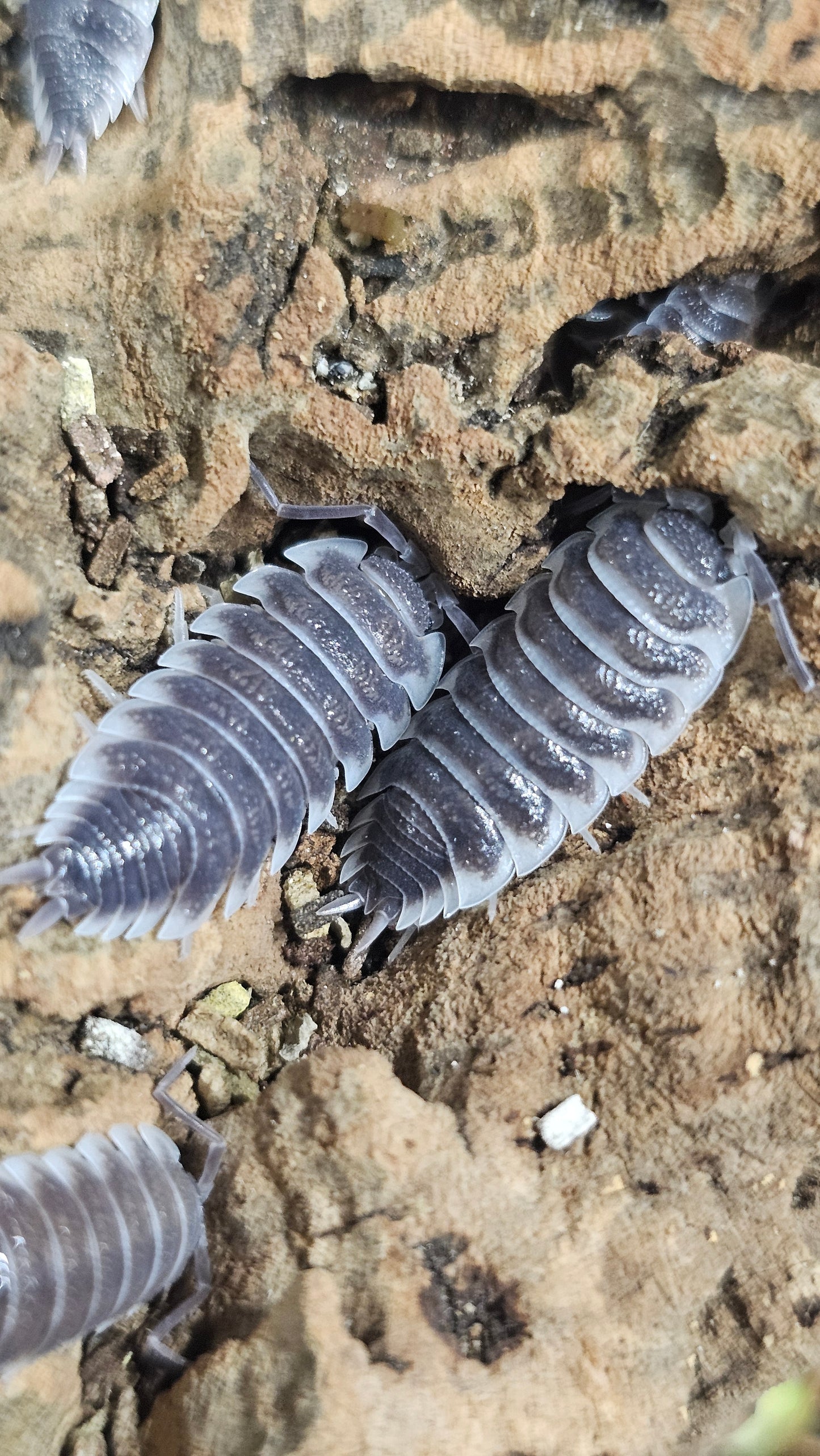 Porcellio hoffmannseggi