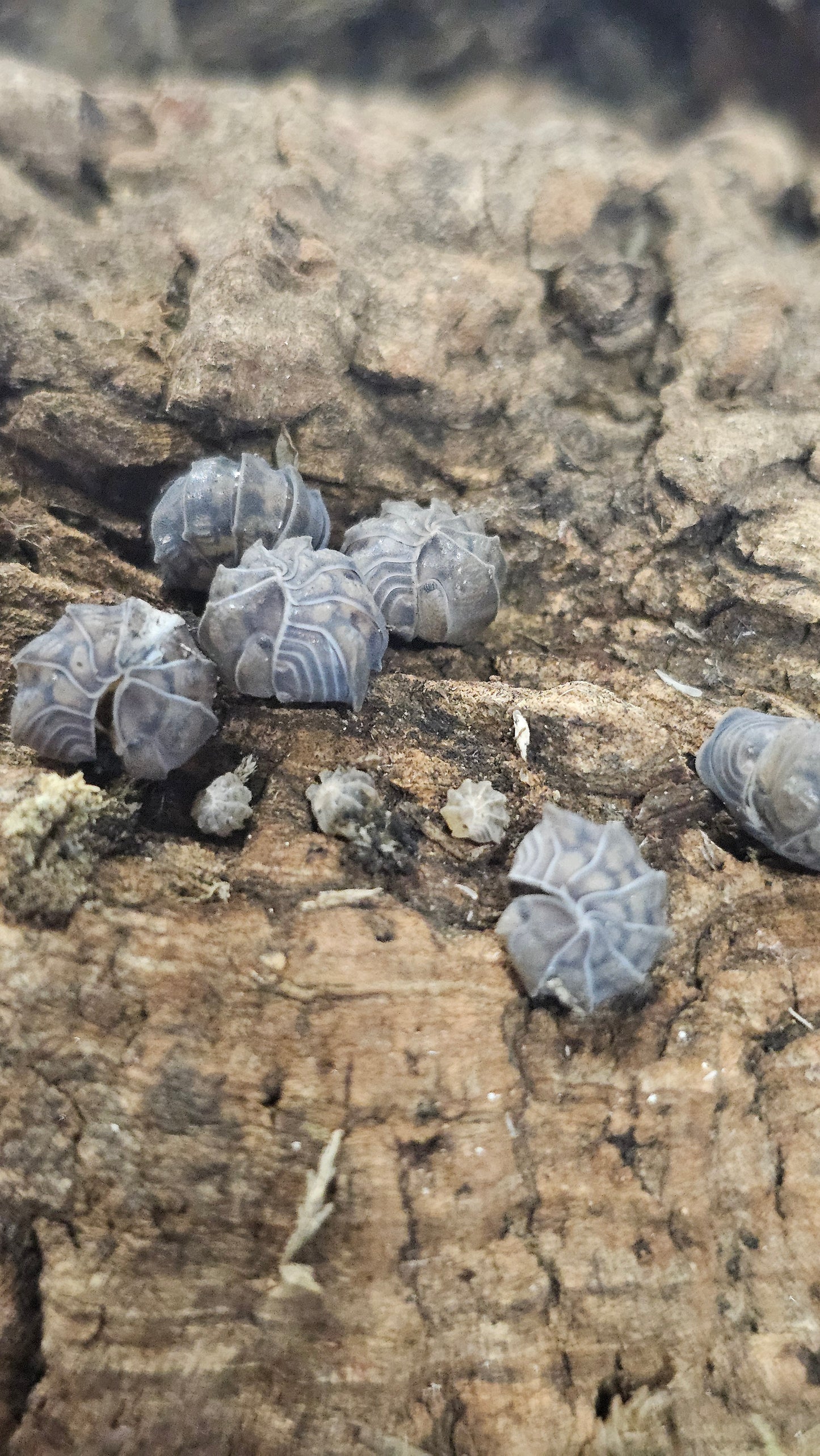 Armadillidae Godzilla