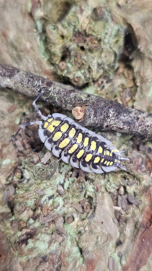Porcellio haasi high yellow