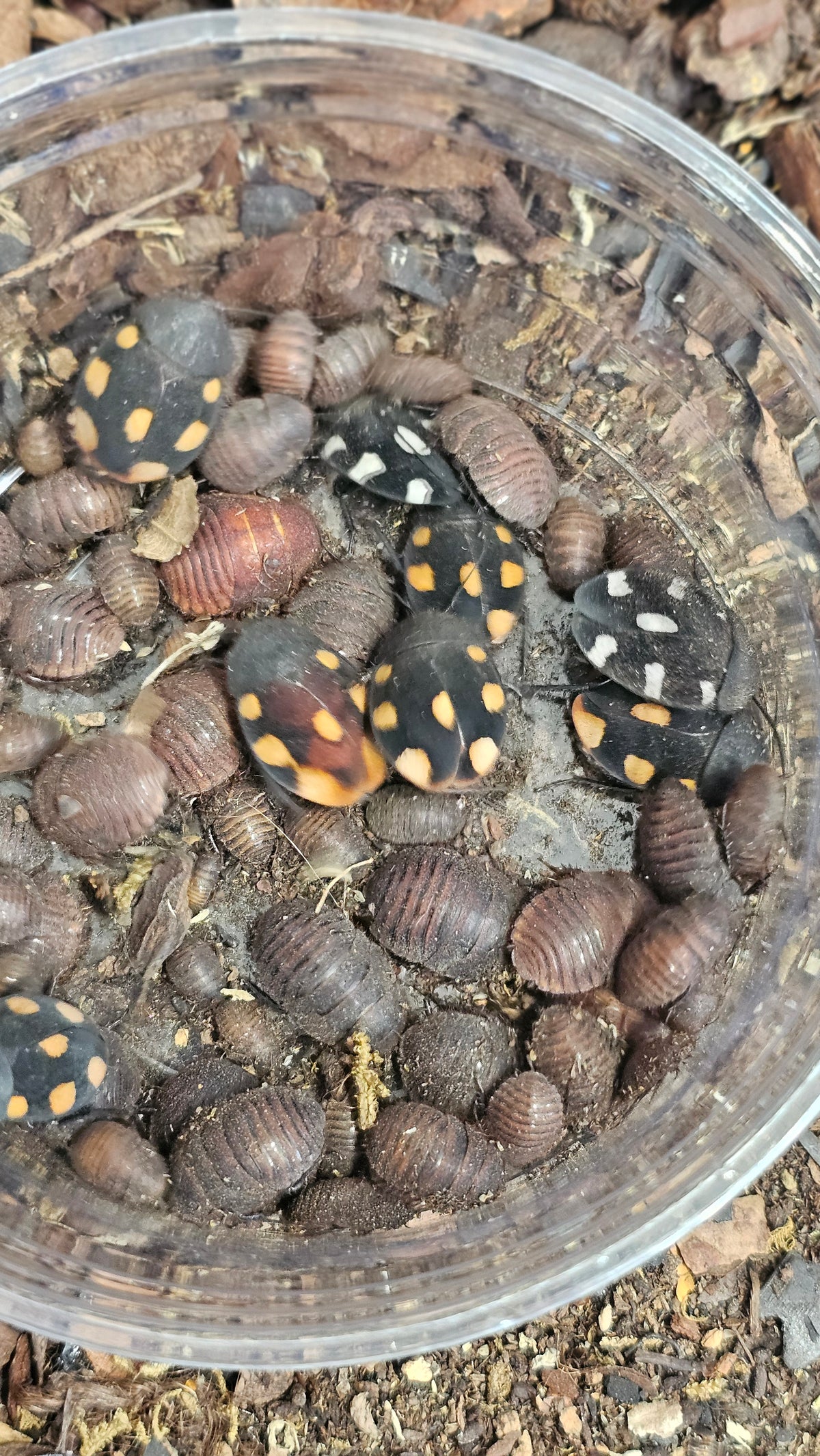 Domino roach mix