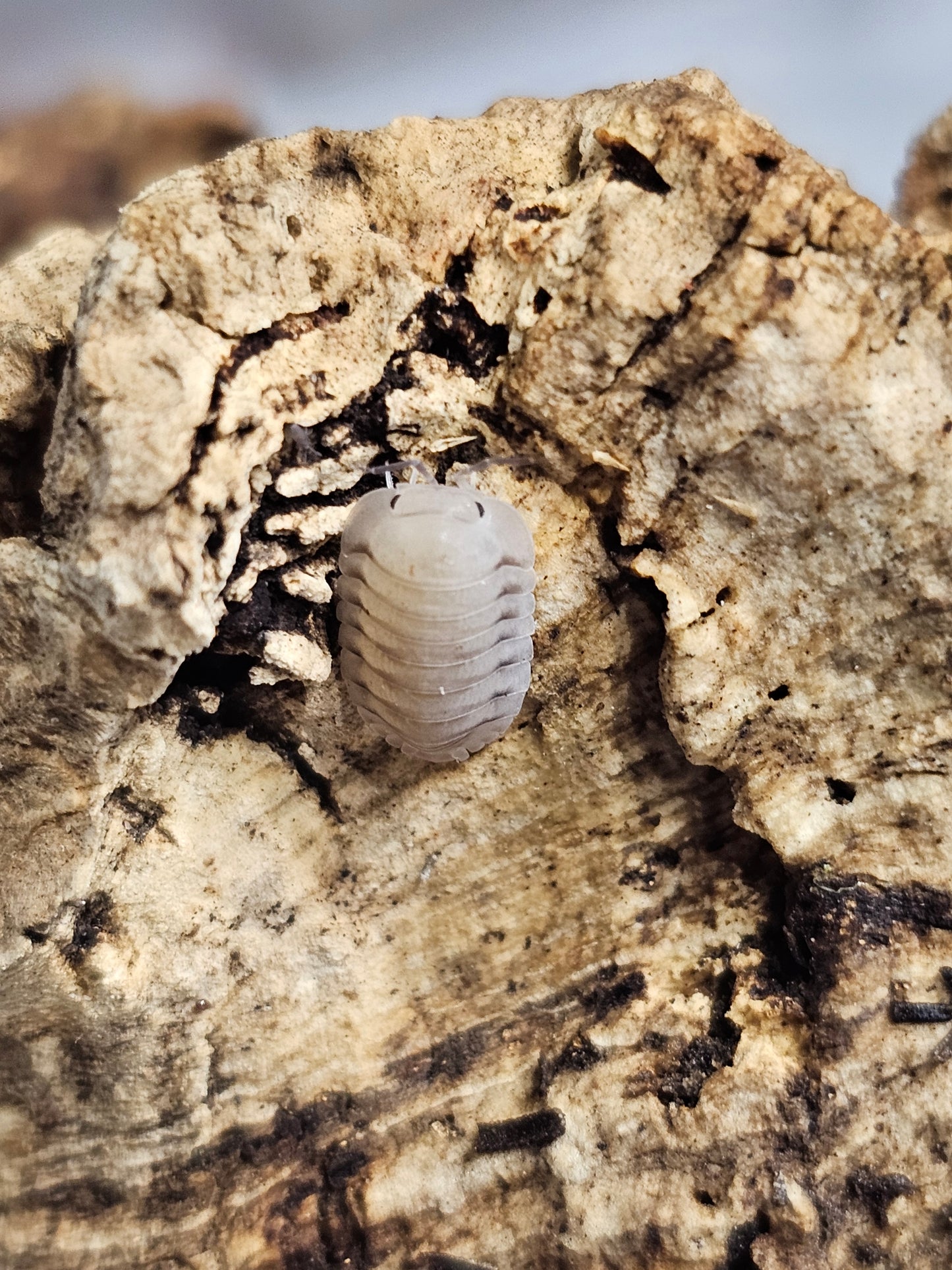 Cubaris sp caramel cream