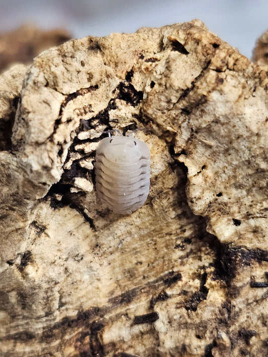 Cubaris sp caramel cream