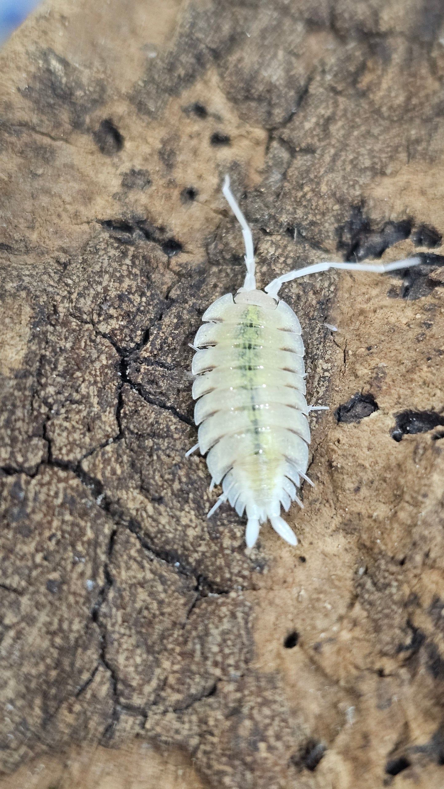 Porcellio bolivari lemonade