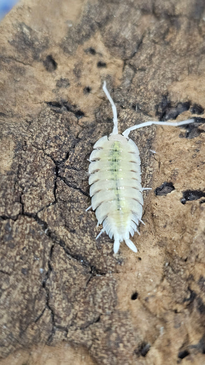 Porcellio bolivari lemonade