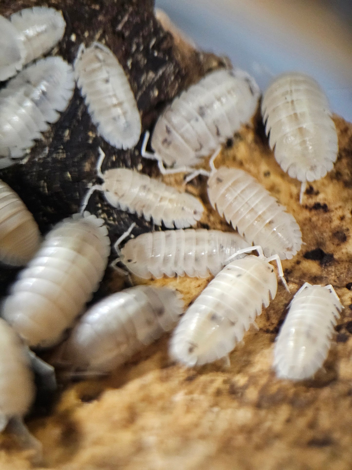 Armadillidium nasatum dalmatian