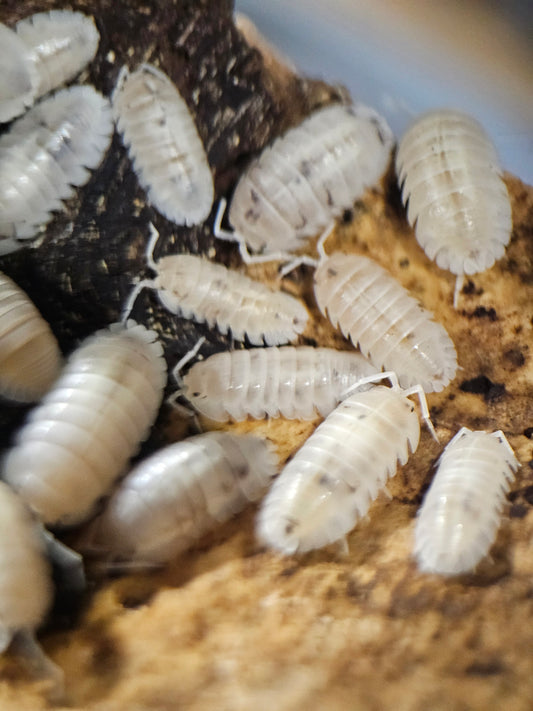 Armadillidium nasatum dalmatian