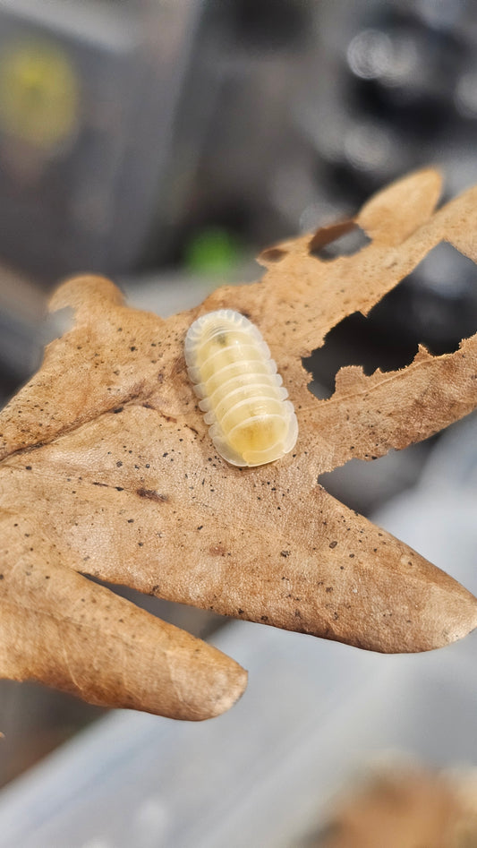 Cubaris sp frosty jupiter