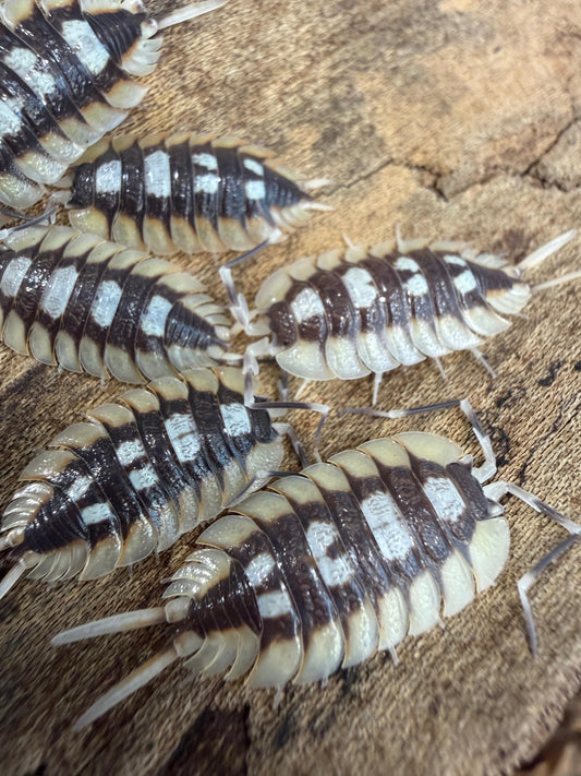 Porcellio Expansus Orange Tortosa