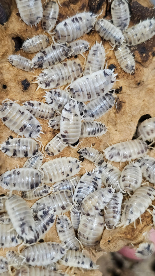 Porcellio Laevis Dairy Cow