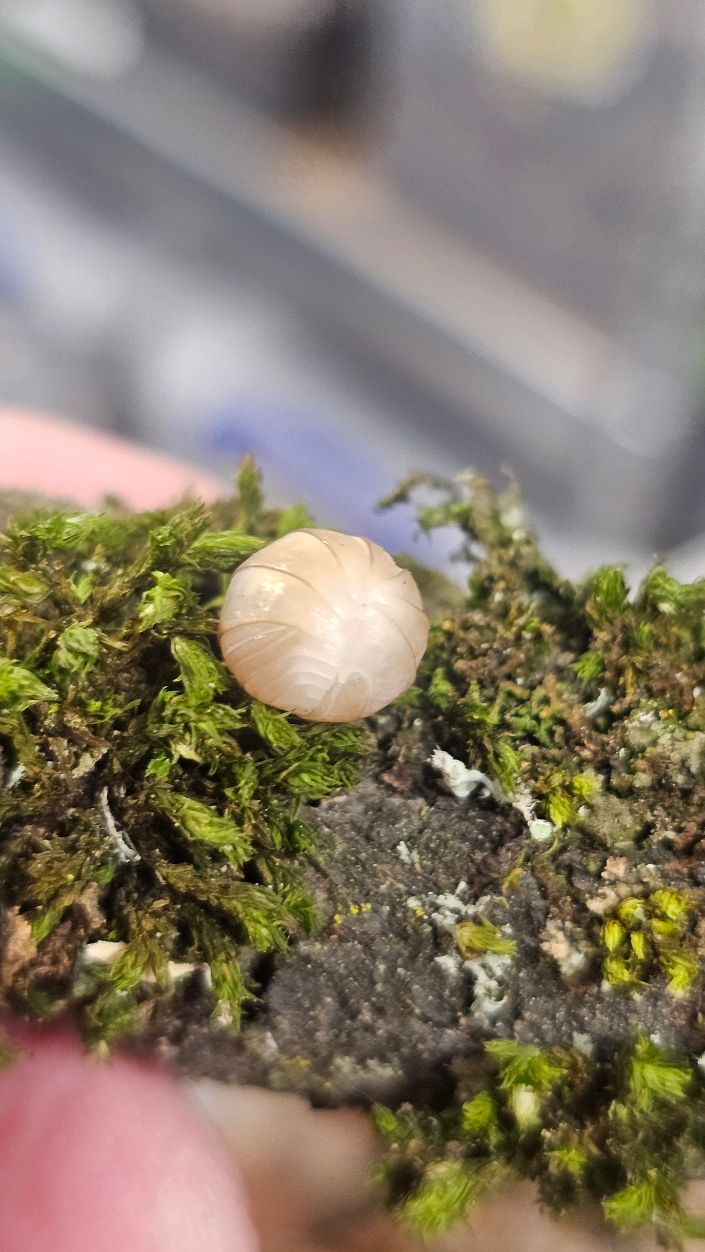 Armadillidae Officanals white pina