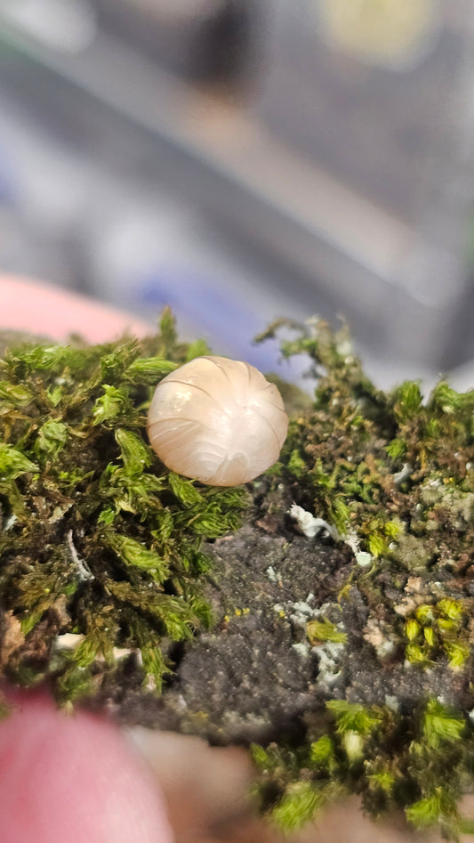 Armadillidae Officanals white pina