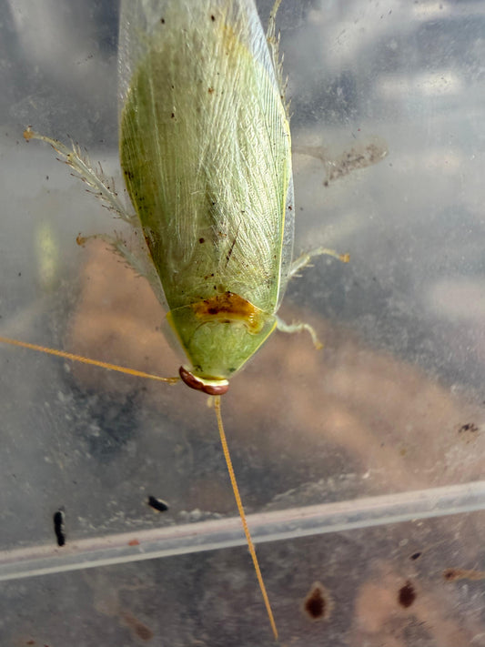 Panchlora Nivea Cockroach (Banana Cockroach)