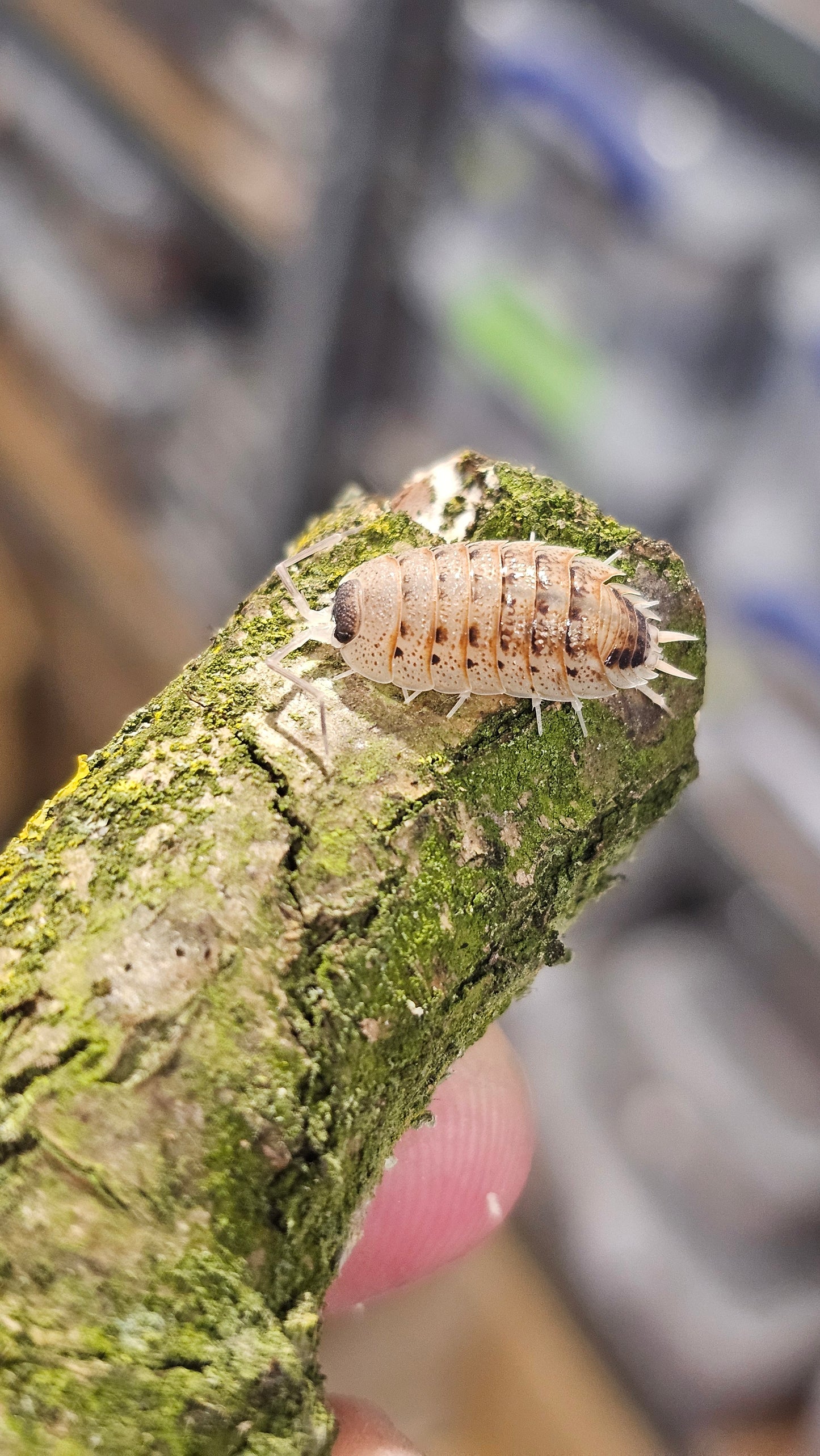 Porcellio nicklesi rubivan