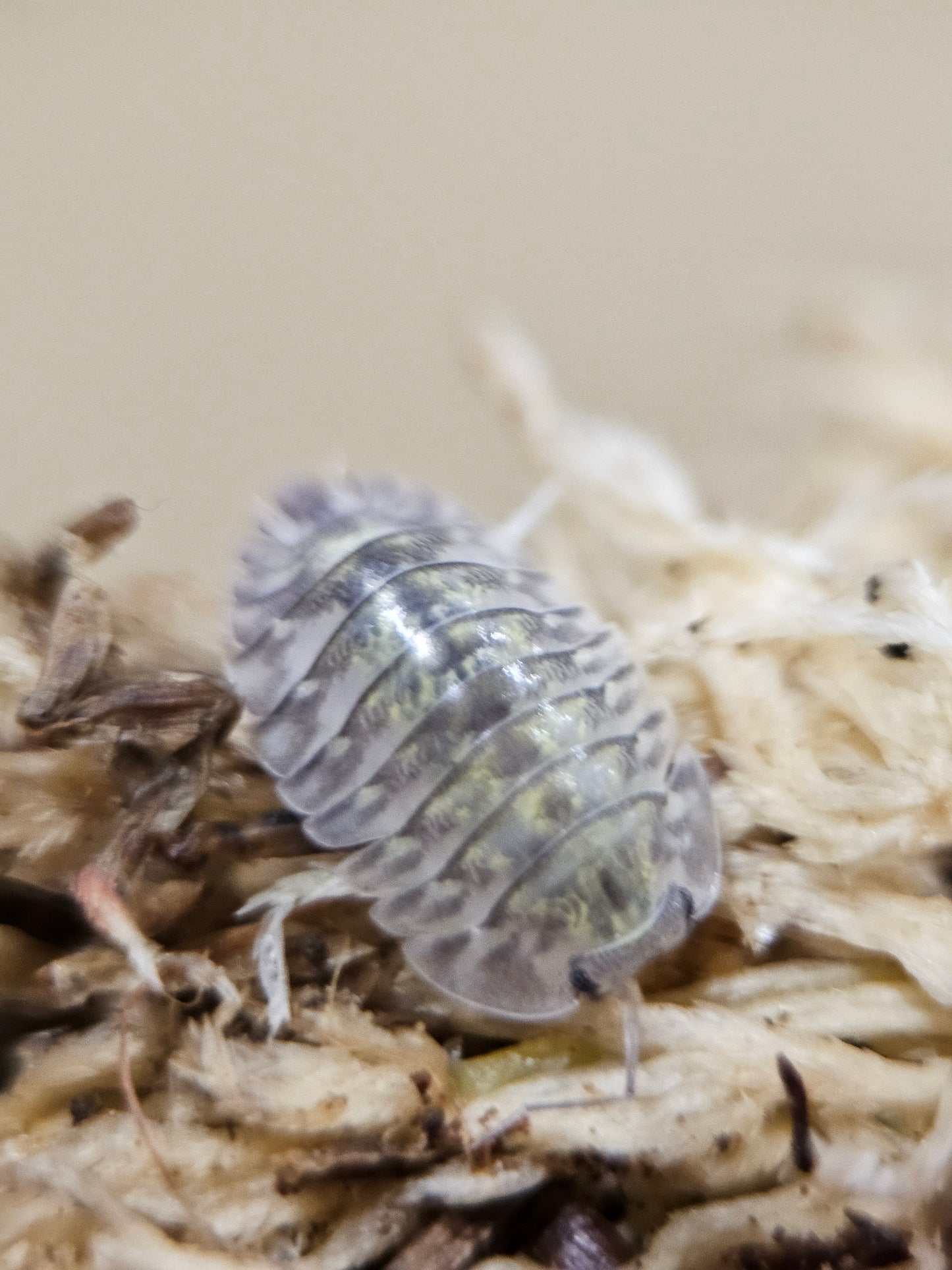 Troglodillo green goblin