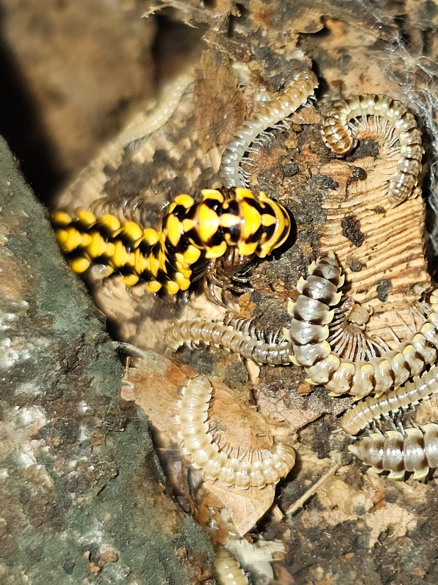 yellow uncinata millipede