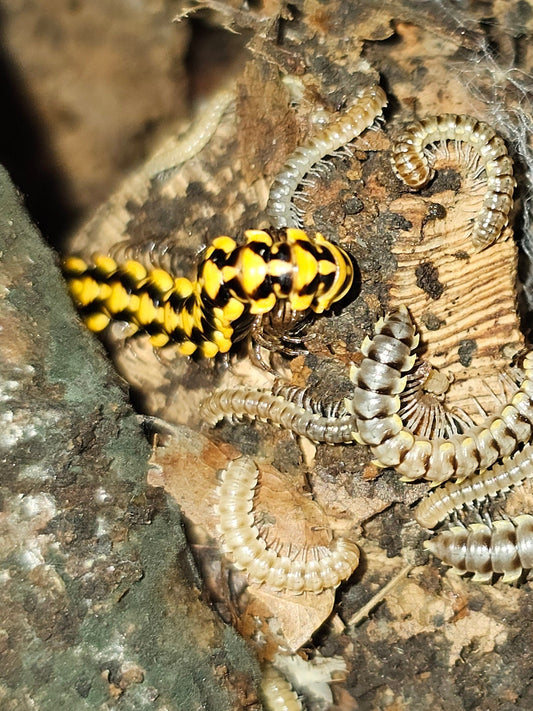 yellow uncinata millipede