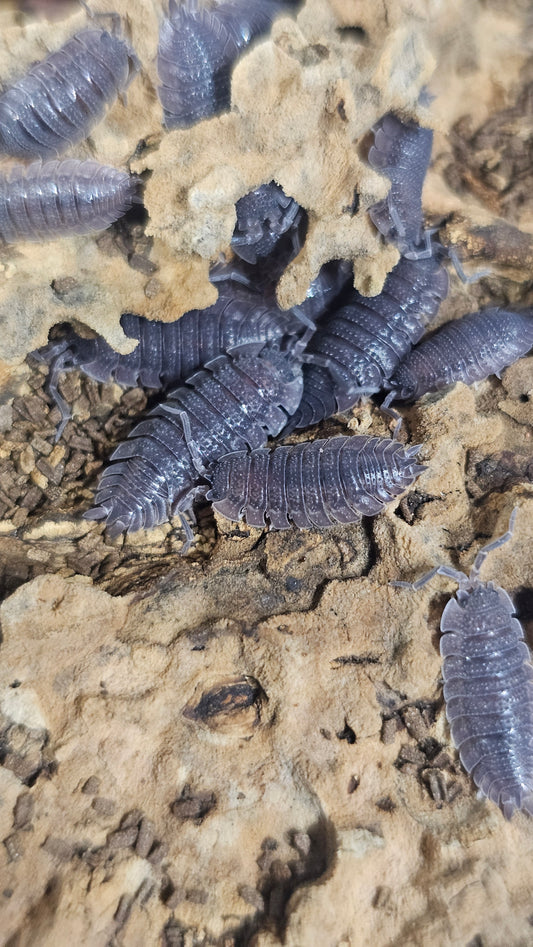 Porcellio Enchinatus