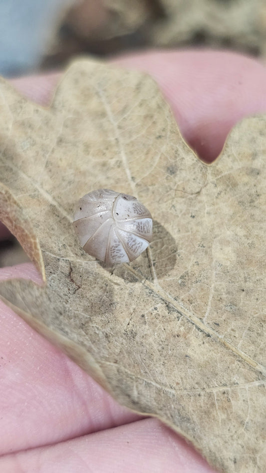 Armadillidae Officanals pink