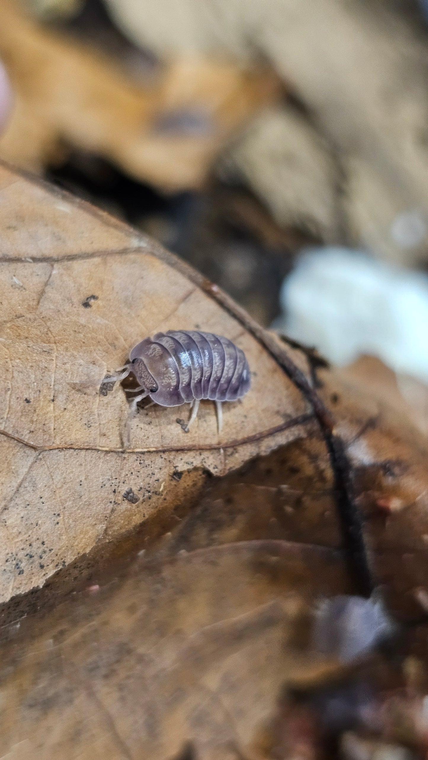 Nesodillo sp purple ghost
