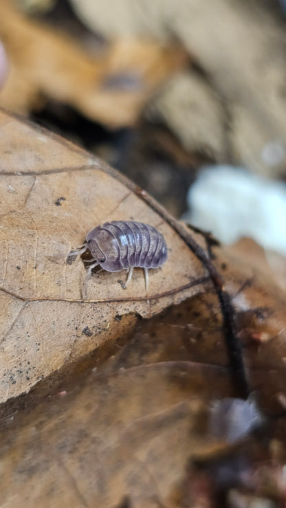 Nesodillo sp purple ghost