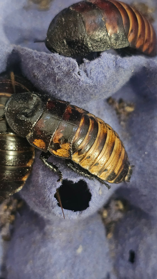 Madagascar hissing Cockroach adults