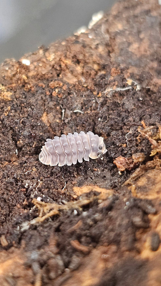 Isopoda sp shiny gator