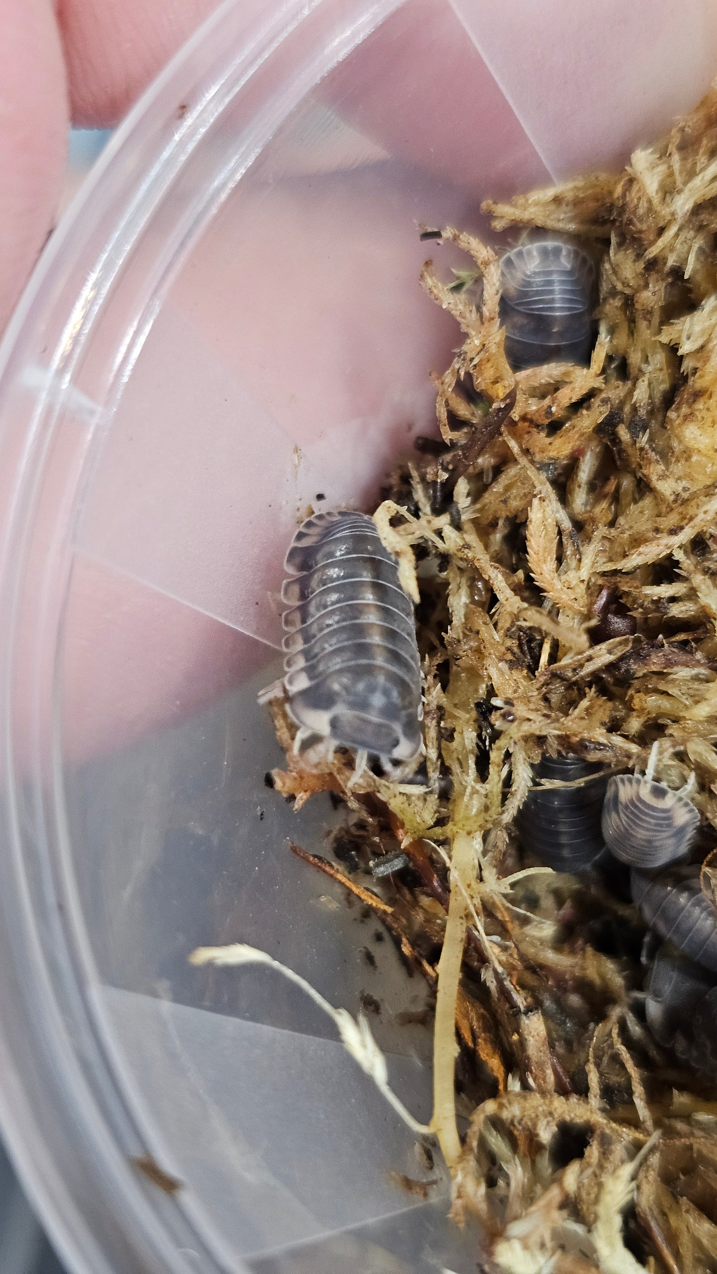 Cubaris sp happy nun