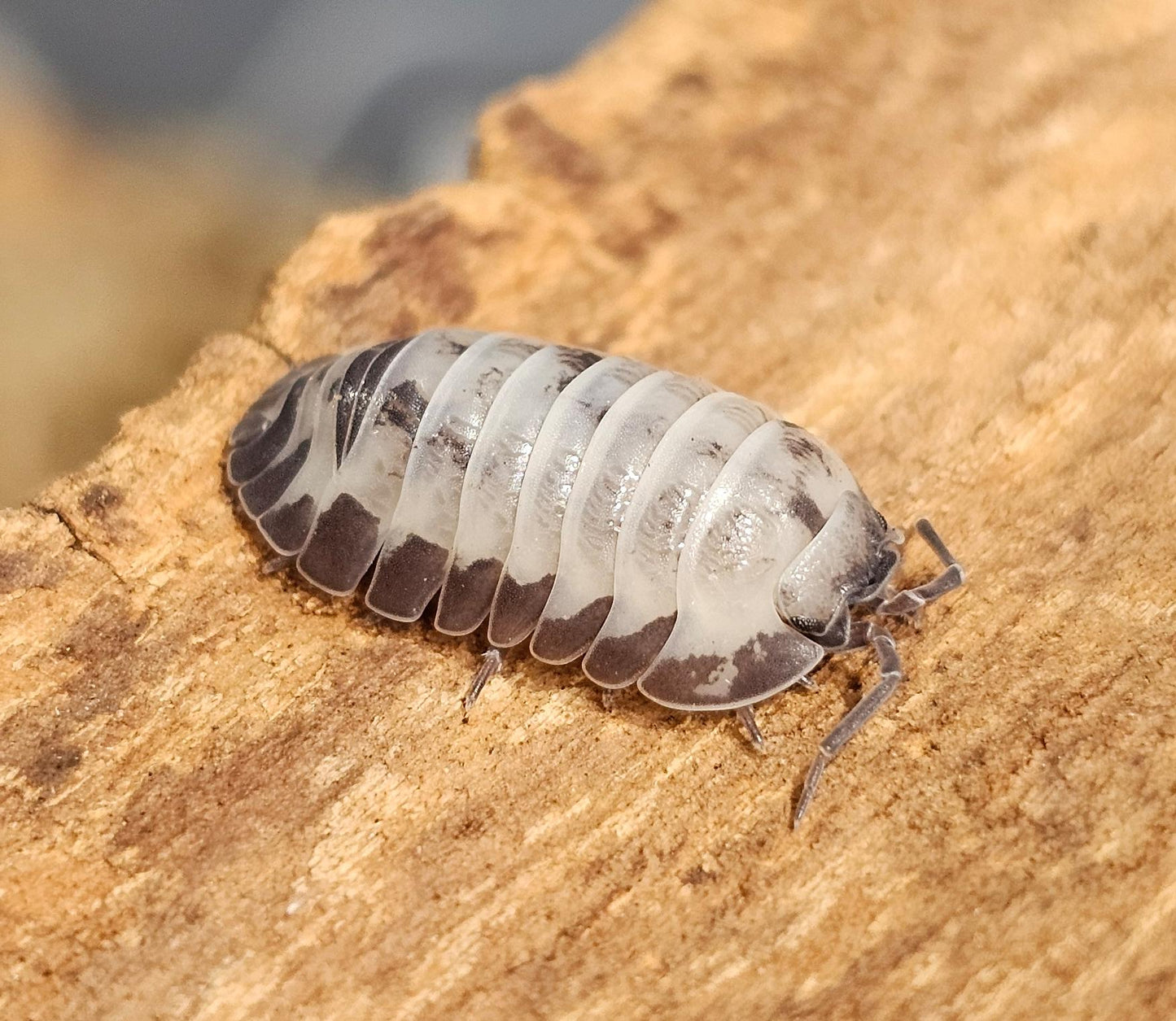 Armadillidium gestroi milky way high white