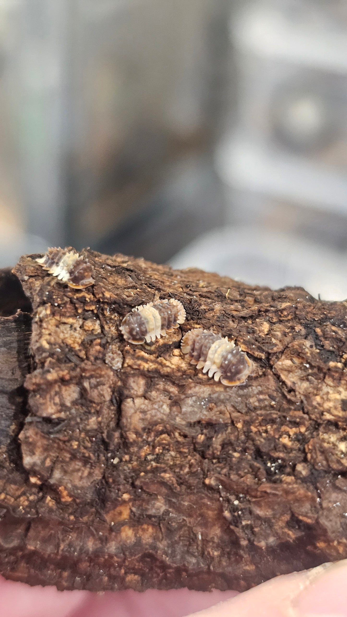 Isopoda sp thai spikey