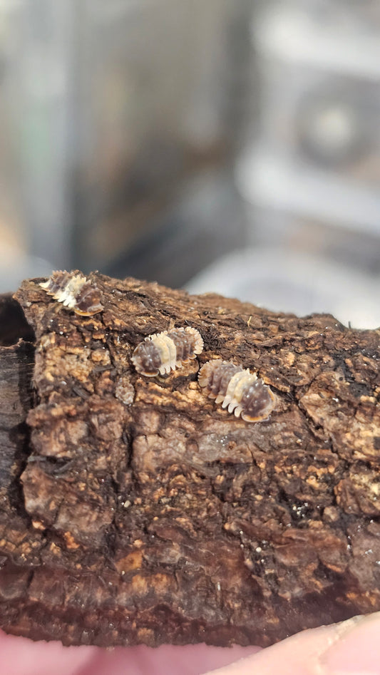 Isopoda sp thai spikey