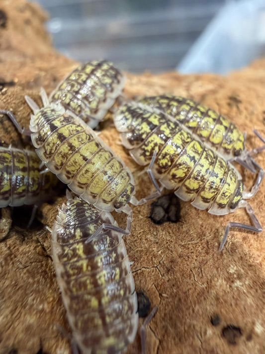 Porcellio Haasi Bardenas