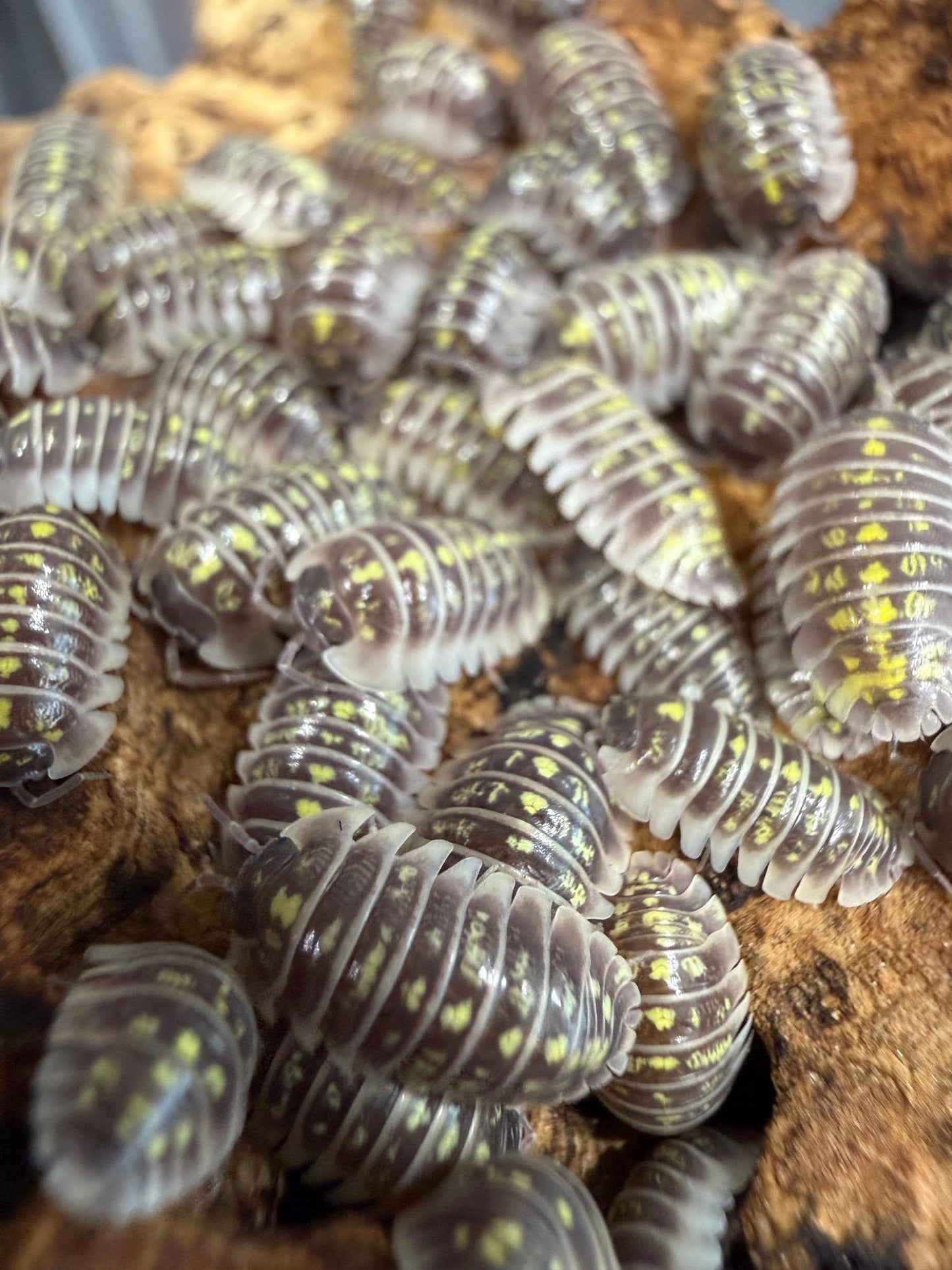 Armadillidium Ruffoi