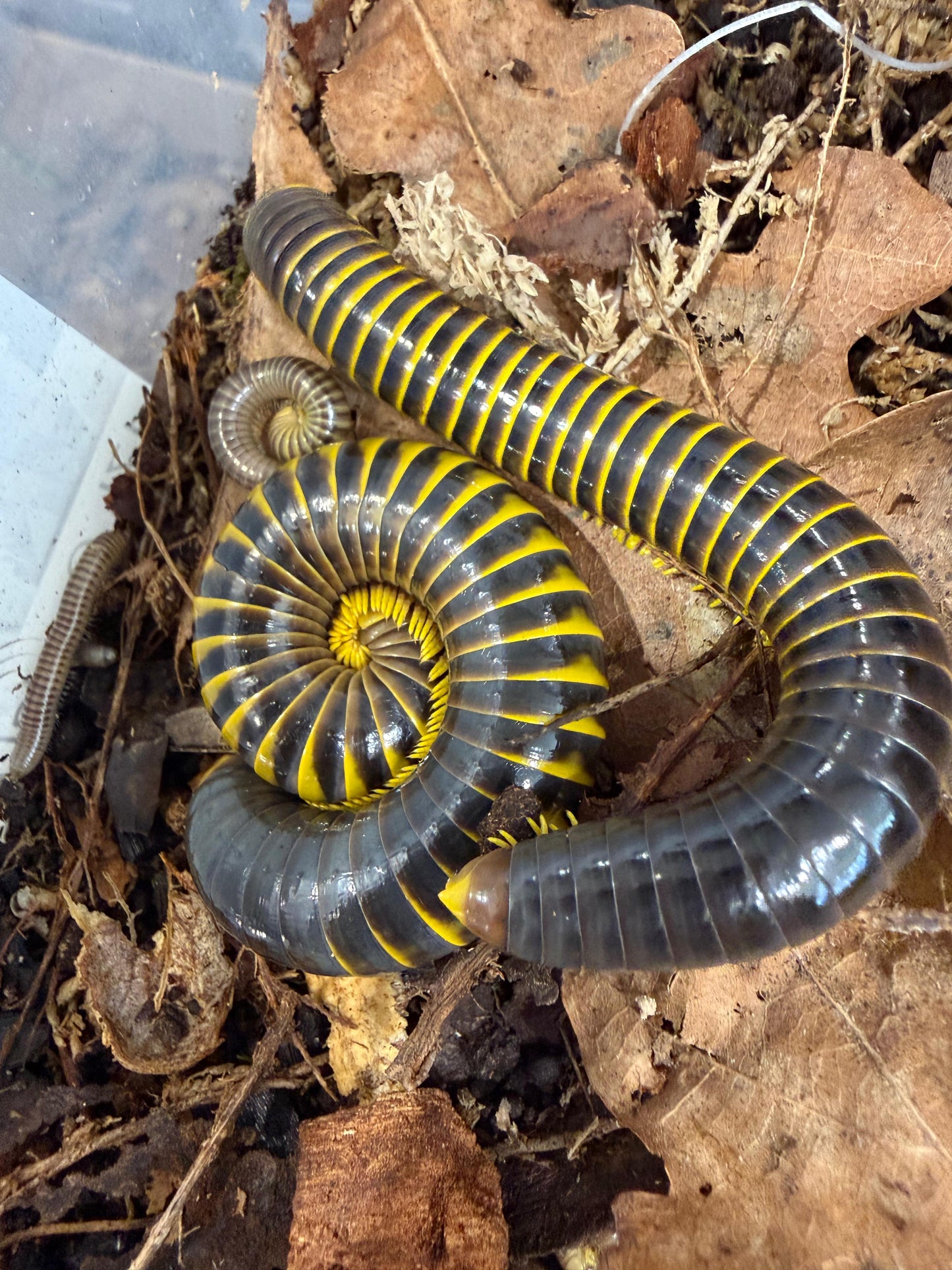 Sulawesi Yellow Hornet Millipede
