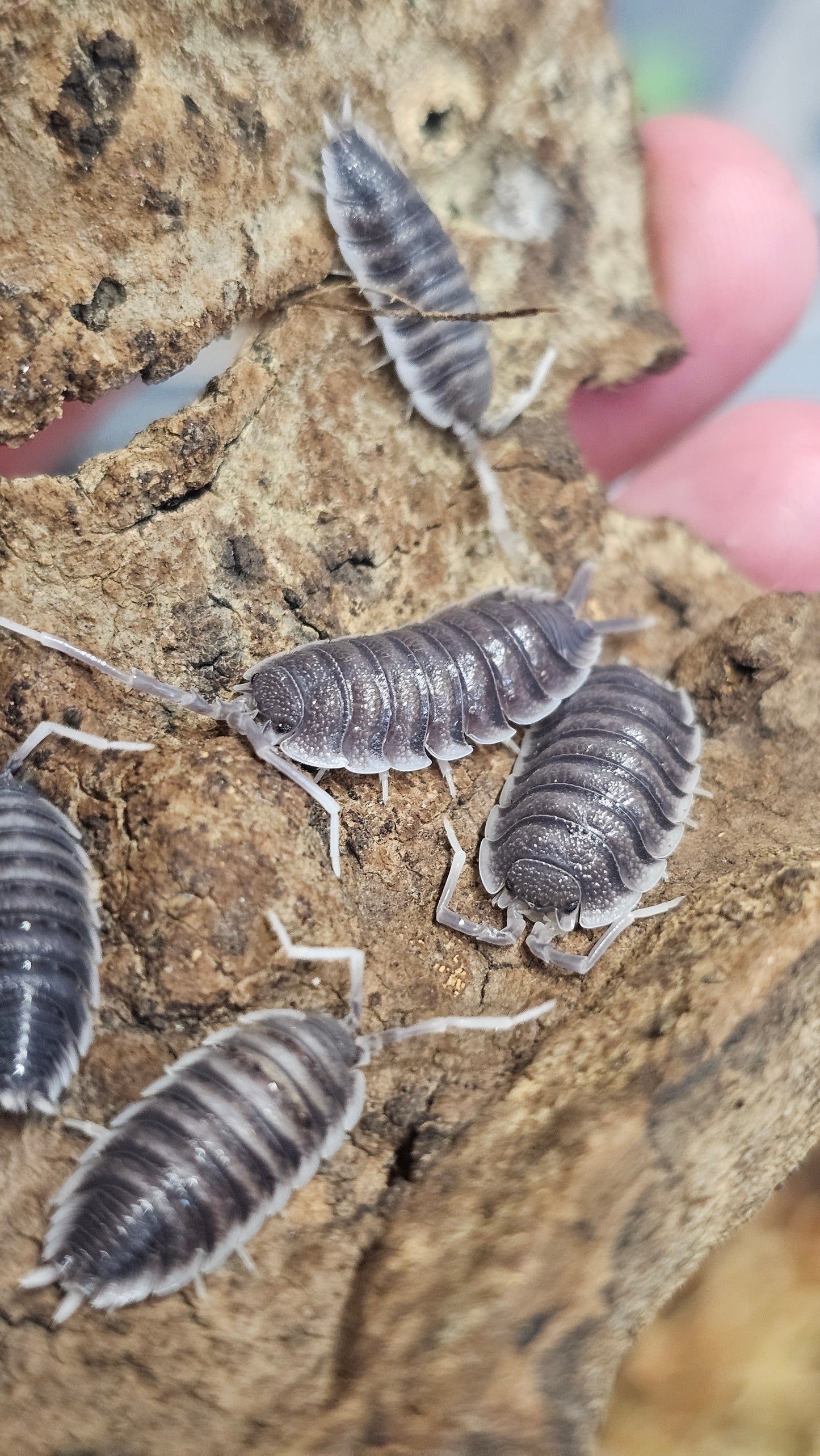 Porcellio hoffmannseggi white antenna