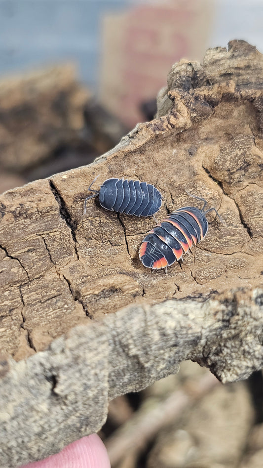 Ardentiella ember bee black morph